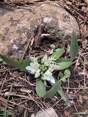 Ornithogalum lanceolatum