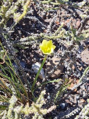 Zephyranthes filifolia