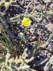 Zephyranthes filifolia