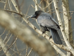 Corvus macrorhynchos