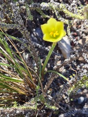 Zephyranthes filifolia