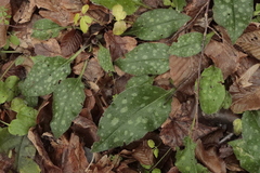 Pulmonaria officinalis