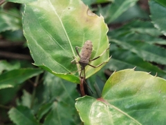Mictis longicornis