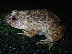 Quasipaa exilispinosa