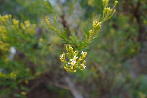 Hubertia ambavilla image