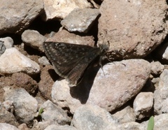 Erynnis telemachus