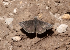 Erynnis telemachus