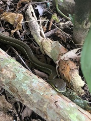 Mastigodryas boddaerti