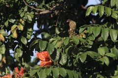 Dulus dominicus