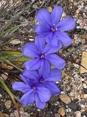 Aristea africana