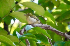 Aethopyga christinae