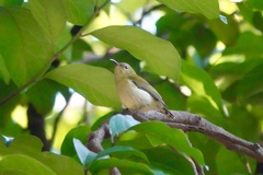 Aethopyga christinae