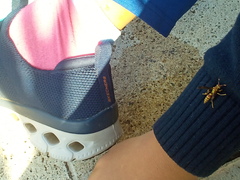 Polistes exclamans