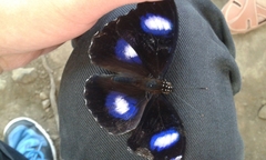 Hypolimnas bolina bolina