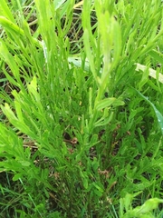 Wahlenbergia undulata