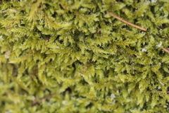 Hypnum cupressiforme