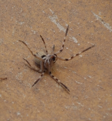 Palystes superciliosus