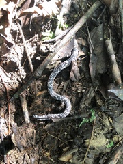 Amphisbaena fuliginosa