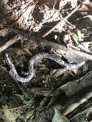 Amphisbaena fuliginosa