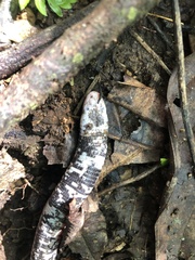 Amphisbaena fuliginosa