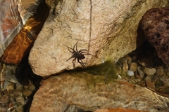 Nilus