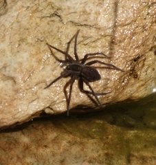 Nilus