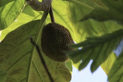 Artocarpus altilis