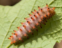 Zerynthia polyxena