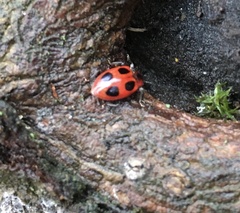 Endomychus coccineus