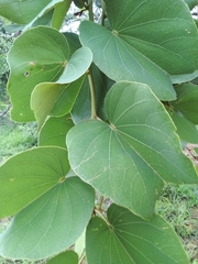 Piliostigma thonningii