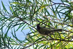 Parus minor commixtus