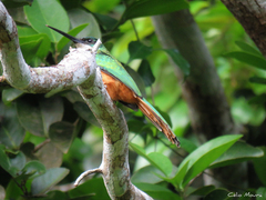 Galbula ruficauda rufoviridis