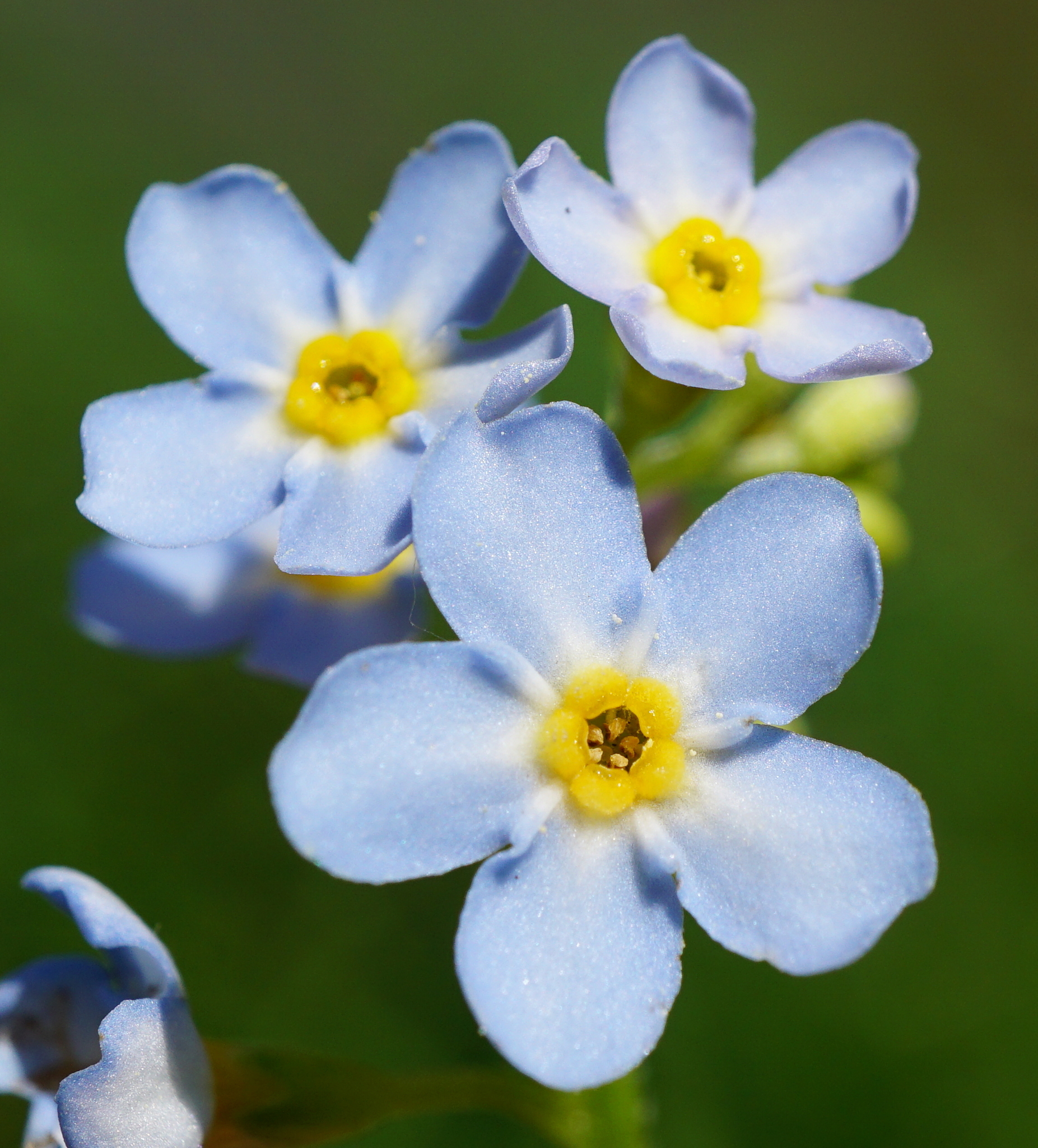 Nomeolvides de Agua (Myosotis scorpioides) · iNaturalist Ecuador