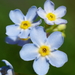 Water Forget-Me-Not - Photo (c) Patrick Hacker, some rights reserved (CC BY), uploaded by Patrick Hacker