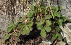 Potentilla micrantha