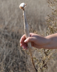 Battarrea phalloides