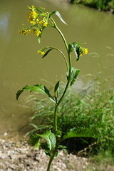 Rorippa amphibia