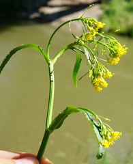 Rorippa amphibia