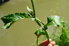 Rorippa amphibia