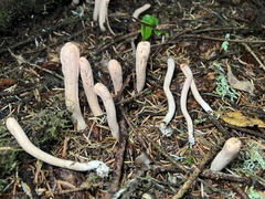 Clavariadelphus ligula