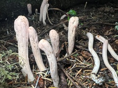 Clavariadelphus ligula