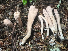 Clavariadelphus ligula