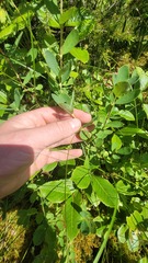 Lonicera villosa