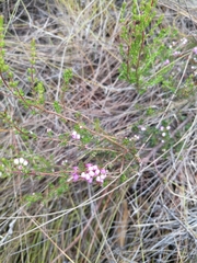 Erica gracilis