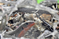 Broadleysaurus major