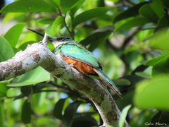 Galbula ruficauda rufoviridis