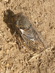 Tettigades