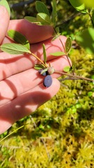 Lonicera villosa
