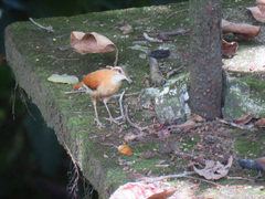 Furnarius leucopus assimilis