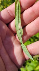 Mompha raschkiella